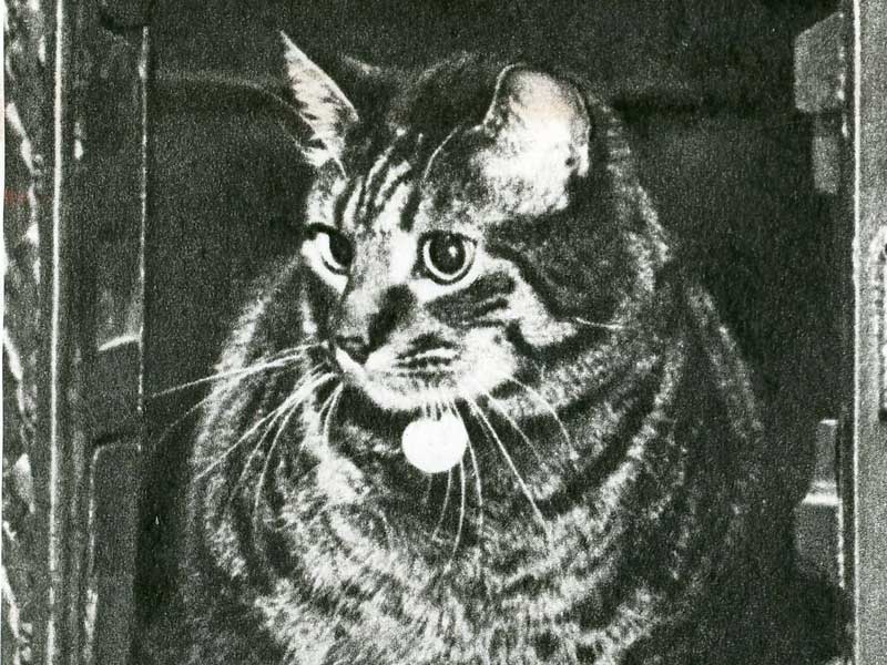 A black and white photo of a tabby cat.