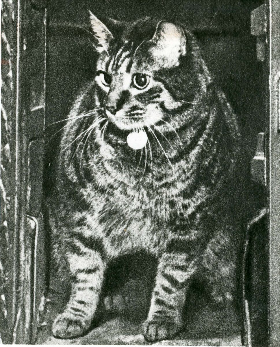 Tibs the post office cat. Black and white image of a tabby cat with collar. 