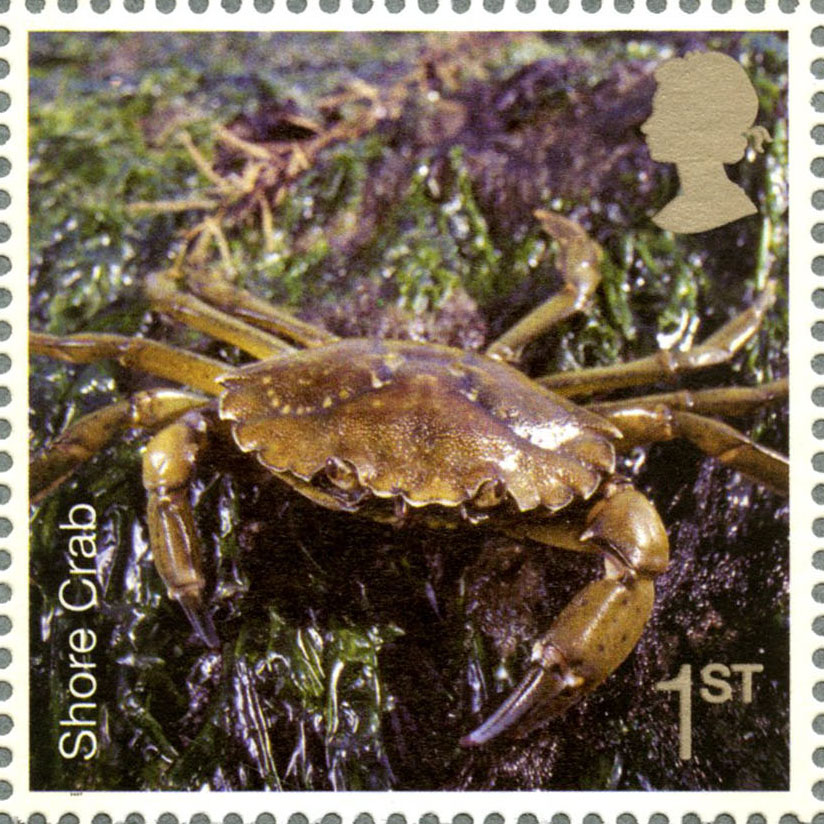 1st NVI, Shore Crab, Sea Life 2007