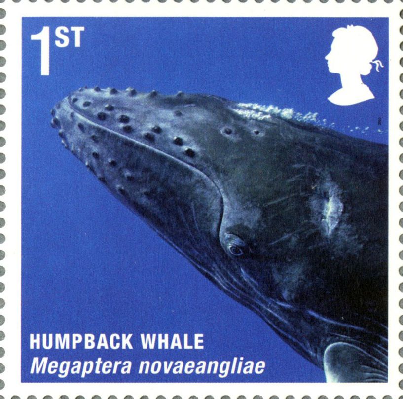 Stamp depicting a photo of the head of a humpback whale under the water.