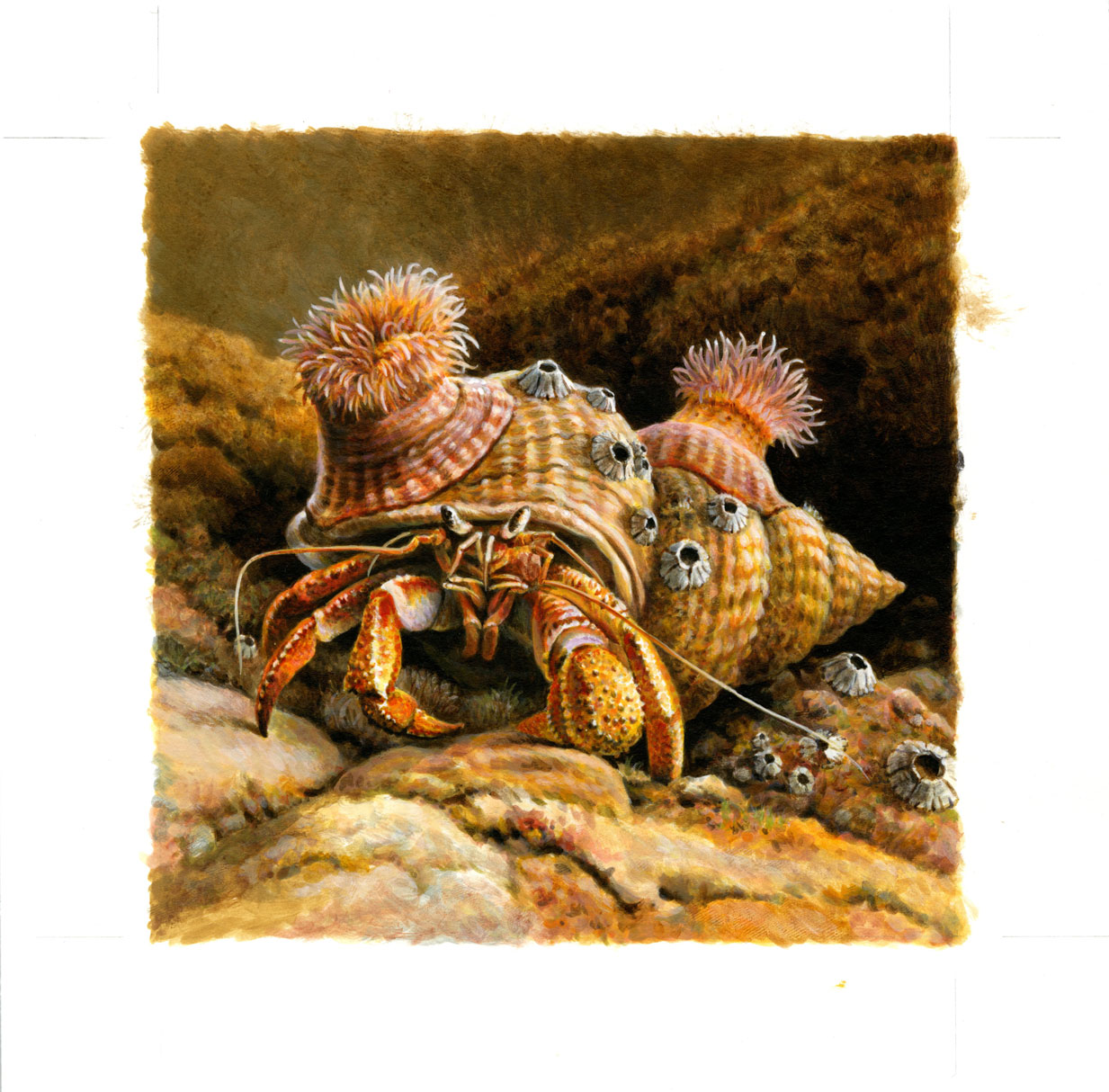 Original unadopted artwork of a Hermit Crab by Andrew Hutchinson for the Sea Life issue 2007