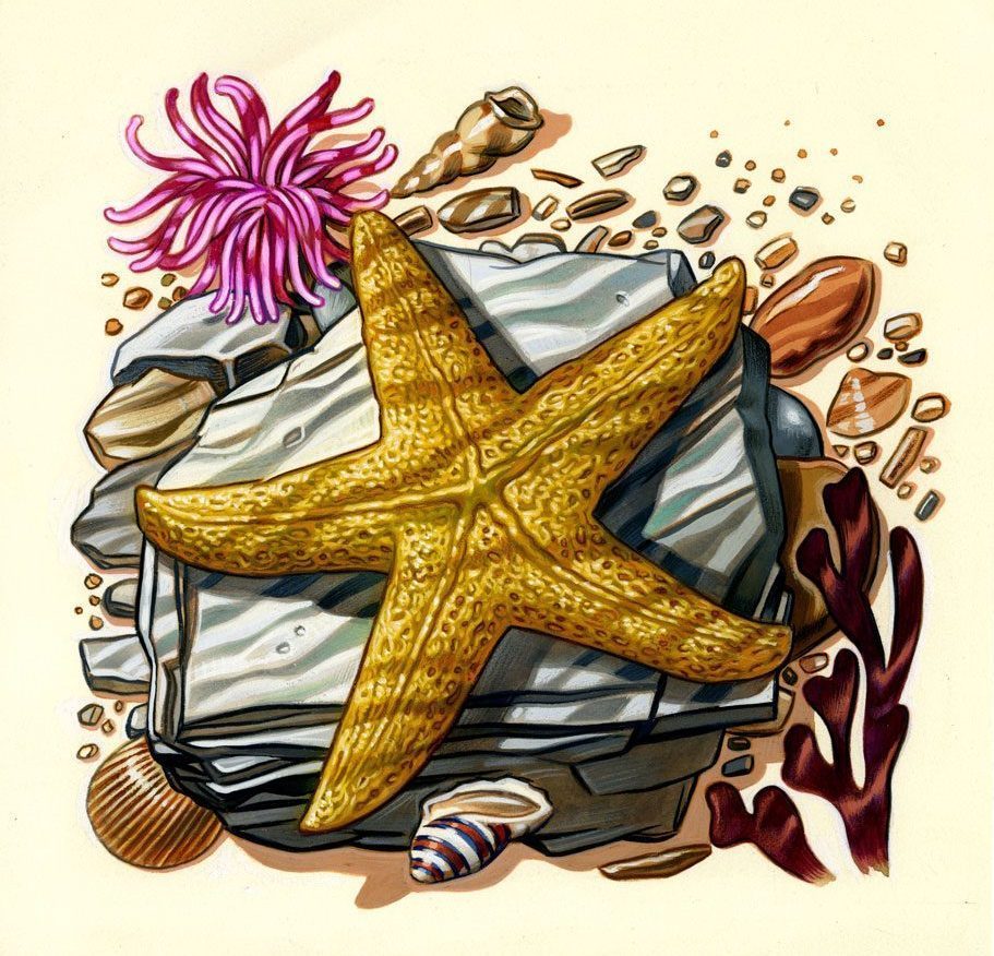 Original unadopted artwork of a Starfish by Mike Brownfield for the issue Sea Life 2007