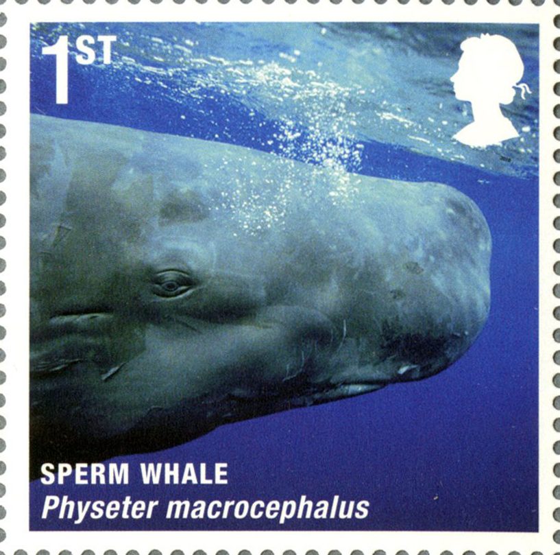 Stamp depicting a photo of the head of a sperm whale under the water.