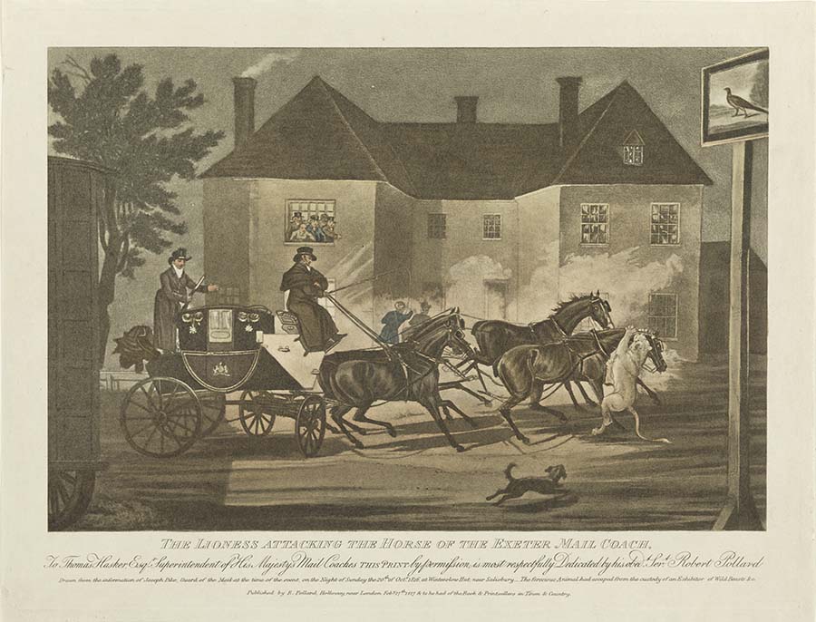 A coloured print of a lion attacking one of four horses drawing a mail coach with two drivers. In the background is a large house with people standing in the window. On the print, under the image is 'THE LIONESS ATTACKING THE HORSE OF EXETER MAIL COACH./ To Thomas Hasker Esq. Superintendent of His Majesty's Mail Coaches. This print by permission is most respectfully Dedicated by his obedt [sic]. Sert [sic]. Robert Pollard. Drawn from the information of Joseph Pike, Guard of the Mail at the time of the event, on the Night of Sunday the 20th of Oct 1816 at Winterslow Hut near Salisbury. The ferocious Animal had escaped from the custody of an Exhibitor of Wild Beasts &c.'. Under the image:'To be had of the Book & Printsellers in Town & Country'.