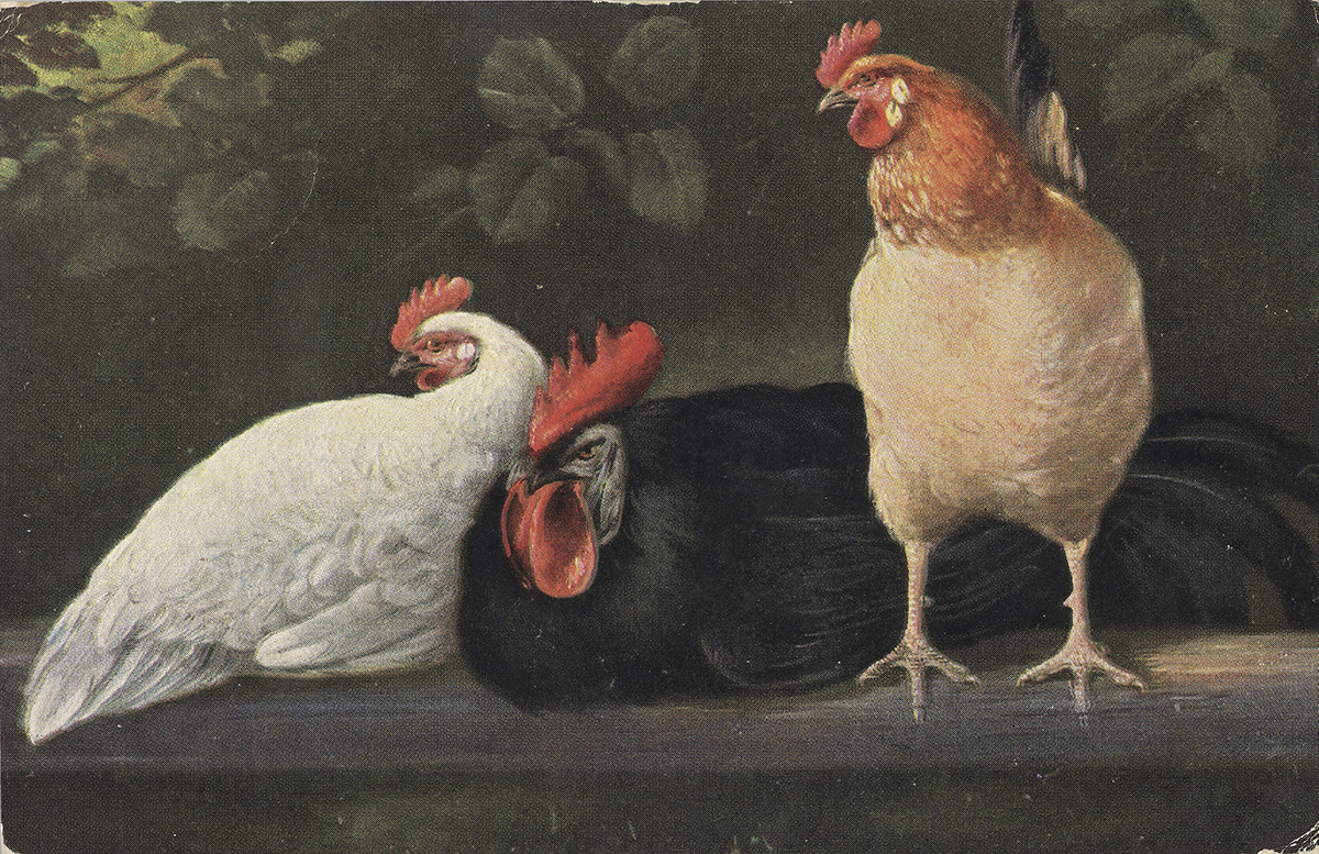 Postcard of Chickens by Raphael Tuck & Sons. 12 Jan 1909, PH64T/39a