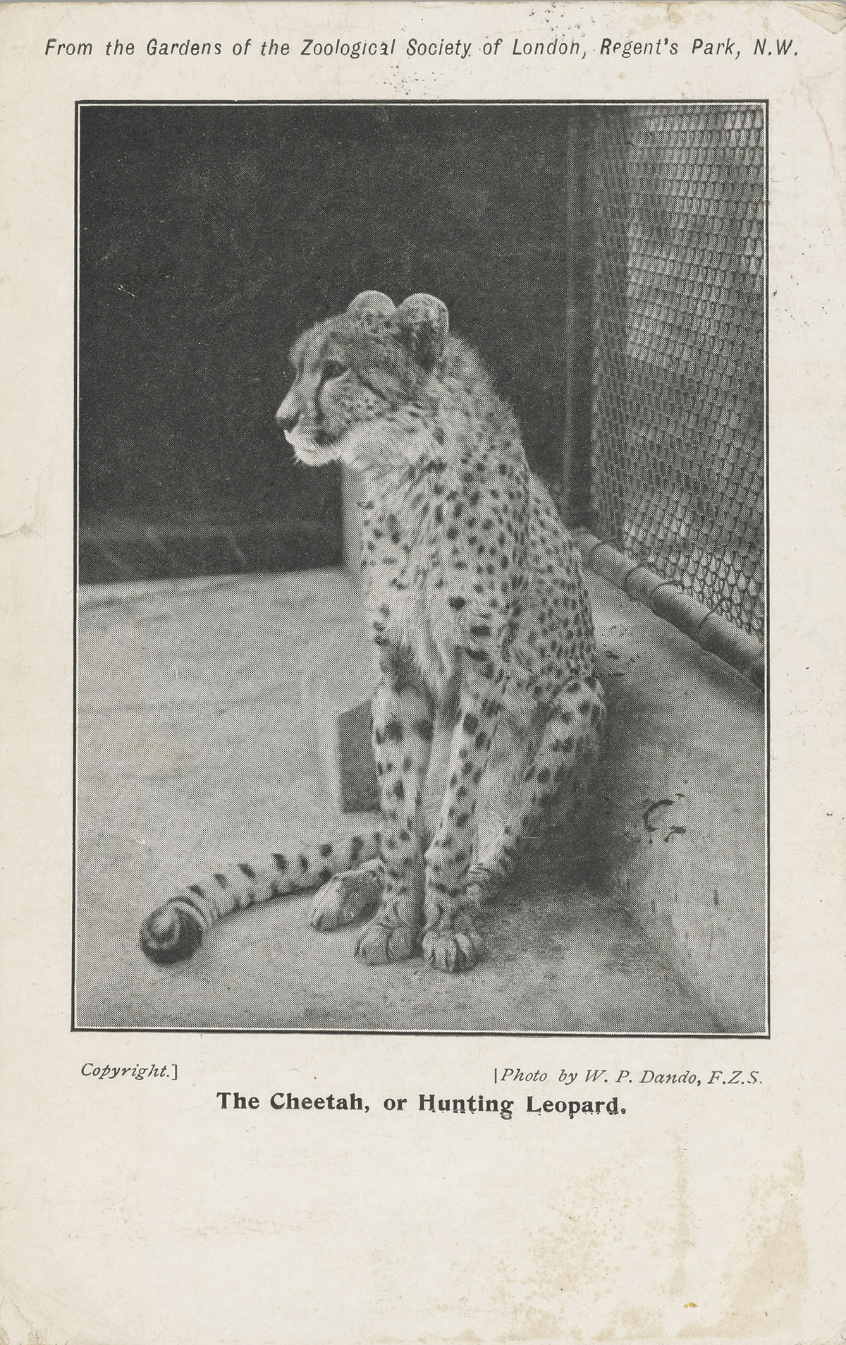 Postcard of a Cheetah at the Gardens of the Zoological Society of London, Regent’s Park. September 1905, PH64ZD/30