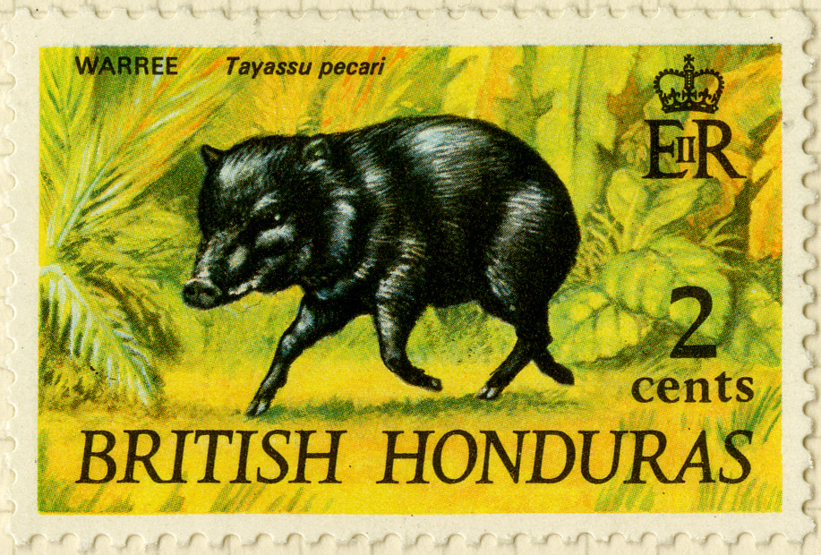 Stamp featuring small black boar against tropical background, with the wording British Honduras 2 cents and Elizabeth II Cypher