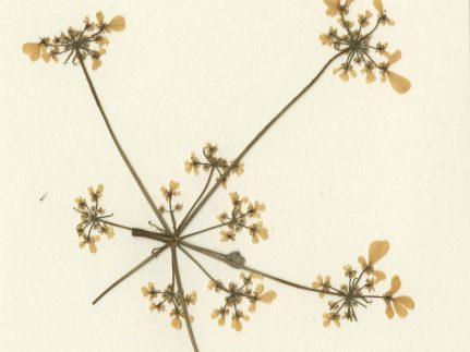 Dry flower token send by Jimmy to Freda